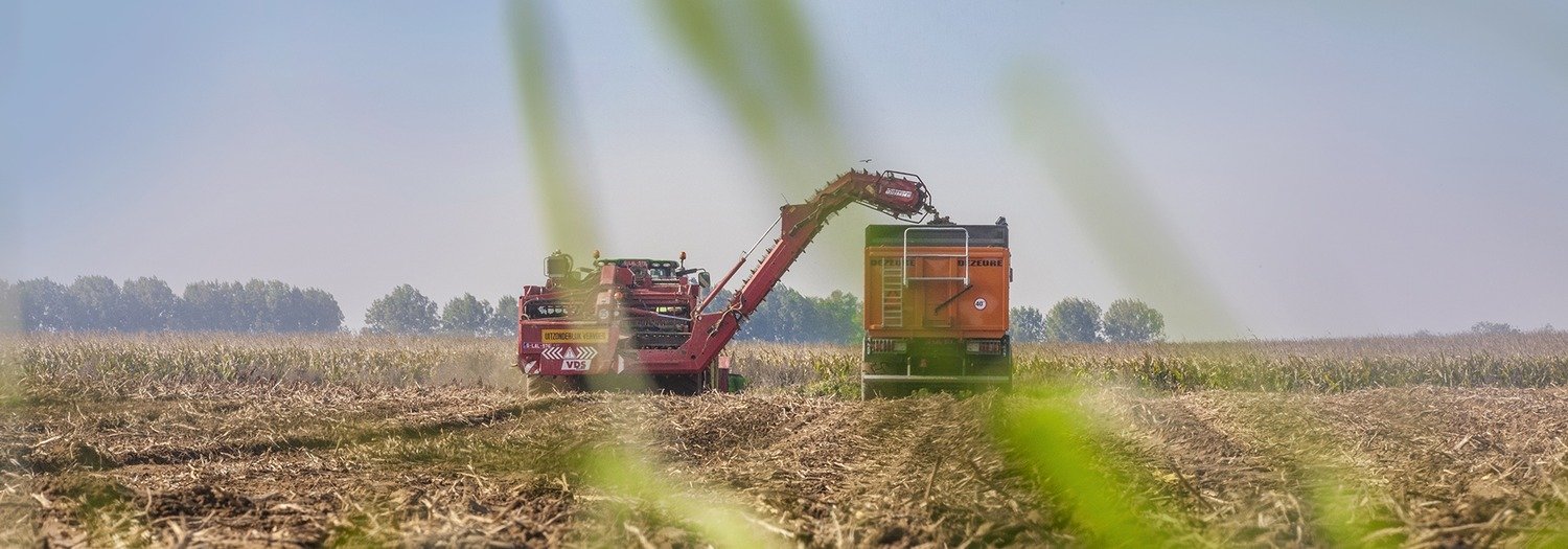 Aardappelen rooien vers van het veld in West-Vlaanderen | Delofresh | Ferme Taillieu