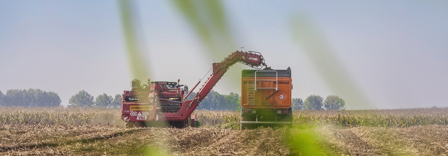 Kartoffelfeld in West Flandern | Delofresh | Ferme Taillieu